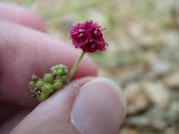 Image result for Boerhavia