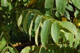 Image result for Juglans