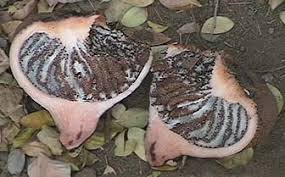 Image result for Hydnoraceae