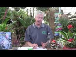 Abeja nursery is family owned and operated, located in torrance, ca. Paul Isley Rainforest Flora Inc Ask Mr Tillandsia 1 Tillandsia Flora Rainforest
