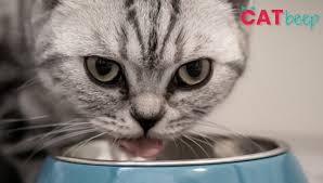 My kitten is not eating or drinking, she's very why is my 8 week old kittens face swollen? How Much Should A Kitten Eat Cat Beep