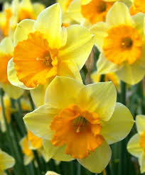 Narcissus Derringer An American Hybrid Courtesy Of Brent Heath Derringer Has A 2 3 4 Lemon Yellow Perianth With A Burst Narcissus Flower Flowers Bulb Flowers