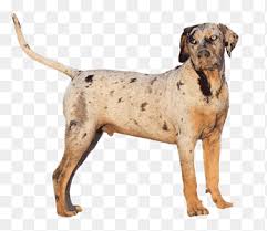 The american leopard hound is an old breed of dog originating from northern america. Plott Hound Catahoula Cur American Leopard Hound Dog Breed Labrador Retriever Puppy Animals Carnivoran Png Pngegg