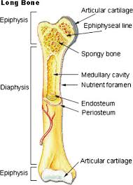 Long bone diagram unlabled manual e books. 1 Gross Anatomy Of A Long Bone Taken From Http Download Scientific Diagram