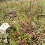 Image result for Monocymbium