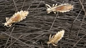Below are some attributes that make a salon near me great. Lice Ladies Reveal Their Itchy Little Secrets Mother Jones