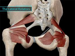 Knee assessment and hip mechanics learn how hip and pelvis mechanics can influence the knee. Hip Muscles The Lateral Rotators Are Muscles Whose Main Job Is Basically What It Sounds Like To Rotate The Hip Joint Later Muscle Anatomy Muscle Hip Muscles