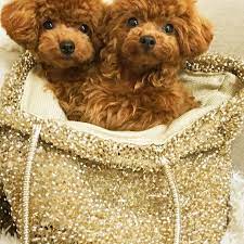 the twins who entered the bag vol ２ グッモーニン 次のお預りまで過去picで妄想ちゅっ バッグインした２人が可愛くて大好きなので シリーズにしちゃおうかなっ まだ８ヶ月の頃だ cute dogs cute cats and dogs poodle puppy