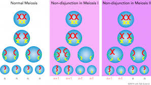 Image result for Meiosperma debile