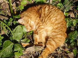 (click on the for more information). Lost Pets And How To Find Them Ontario Spca And Humane Society