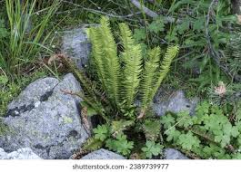 Image result for Lonchitis