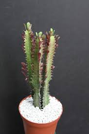 Image result for Euphorbia glanduligera