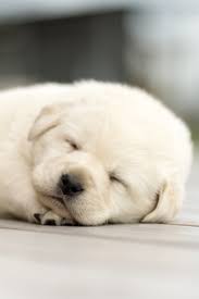 cute puppies golden retriever golden retriever puppy dog images dieren
