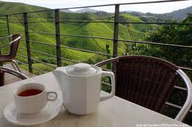 Think they most probably ran out of mugs during your visit, hence the paper cups. Semuanya Tentang Cameron Highlands Ladang Teh Boh Sungai Palas Cameron Highlands