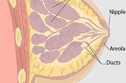 These are the signs that led nine women to a doctor, and ultimately a diagnosis. Basic Information About Breast Cancer Cdc