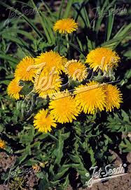 Image result for Taraxacum sp.