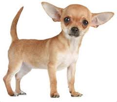 Check spelling or type a new query. All My Chihuahuas Chihuahua Information Chi Tips Health Toys Reviews