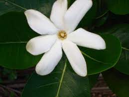 Pin On Tiare Flower