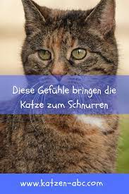 warum katzen schnurren katzen schnurren neugeborene katzchen