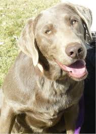 Adorable silver & charcoal lab puppies for sale red deer 30/10/2020. Silver Valley Kennels Our Beautiful Silver And Charcoal Labs Lab Puppies Labrador Retriever Puppies Charcoal Lab