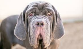 What singing dogs can teach us about success i really like coyotes. Ectropion In Dogs Petcoach