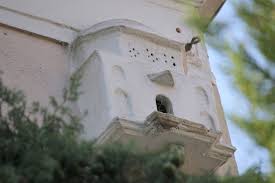 Kemeralti Cami Kus Evi Kus Evi Kus Yuvalari Kus