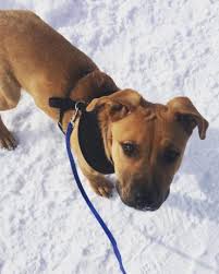 Maybe you would like to learn more about one of these? The German Shepherd Pitbull Mix A Quick Overview K9 Web