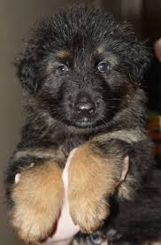 We did not find results for: Beautiful German Shepherds Home Facebook