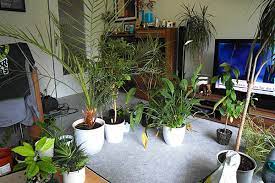 Wohnung pflanzen pflanzen für zu hause gartendesign ideen gute ideen gemüse pflanzen tropische gartengestaltung garten. Umtopfmarathon Mit Allen Pflanzen In Der Wohnung Wohnungsgarten