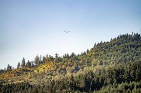 Birding brigade brandishes binoculars