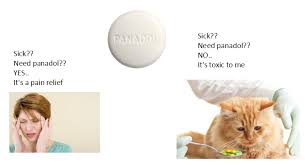 Kedua benda tersebut berguna untuk membersihkan. Kalau Kucing Demam Saya Beri Petdiatric Laboratories Facebook