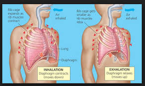 Rib cage pain is a common issue that can result from pulmonary and digestive issues. Describe In Brief The Function Of Ribs And Diaphragm In Breathing