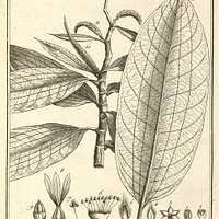 Image result for Triplaris americana