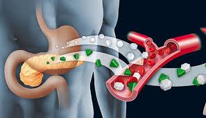 Image result for pancreas)