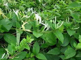 Image result for Caprifoliaceae