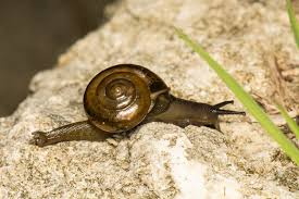 Image result for Eragrostis macrochlamys