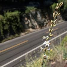 Image result for Chlorophytum subpetiolatum