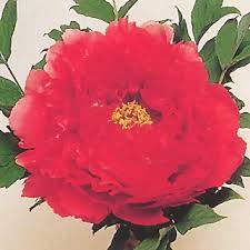We did not find results for: 02434 Type Tree Peony Suffruticosa Group Japanese Botan Origination Jap Bef 1896 Peonies The Manual Of The American Peony Society Ed By James Boyd Copyright 1928 By American Peony Society Tree Peony Check List Asahi Minato