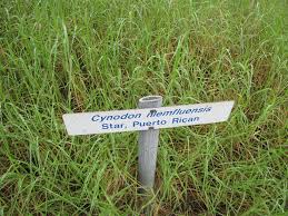 Image result for Cynodon nlemfuensis