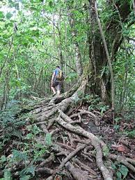 Image result for Homalium abdessammadii