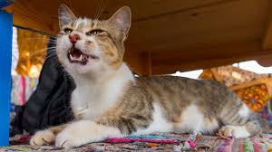 Cats who are treated for lymphoma can get almost two years of life, much of it with little or no pain. Why Do Cats Howl After They Poop