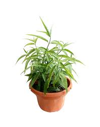 Sabah snake grass has been popular in asia since the past few years due to its purported potency to deal with various serious diseases successfully. Sabah Snake Grass ä¼éè