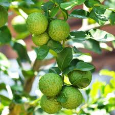 Palestinian lime, a sweet round, milder fruit that makes great limeade; How Tall Do Dwarf Lime Trees Grow Citrus Com