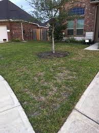 Once you have some dollar spot or brown patch, you should use the liquid fungicide at least twice to knock it. How Should I Treat Brown Patches In My St Augustine Grass Lawn Gardening Landscaping Stack Exchange