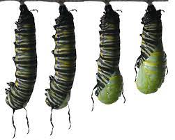 About Monarchs Monarchchaser S Blog