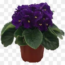 African violet senk's fantasy wasp plant in full bloom! Violets Vintage Clipart Tatoo Violet Tattoos Designs Png Download 84411 Pikpng