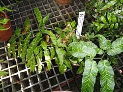 Image result for Coniogramme africana