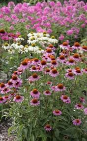 Den Garten Pflegeleicht Gestalten Pflegeleichter Garten Garten Bepflanzen Garten Gestalten