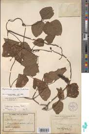 Image result for Psophocarpus scandens
