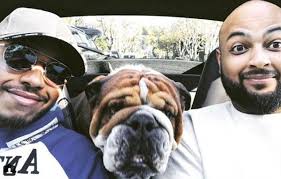 Lewis hamilton's vegan dog roscoe's instagram profile now reads, i'm a vegan bulldog that loves to travel, play ball and get attention from all the girls, especially when they rub my bum. british bulldogs are known to often suffer from a range of health problems, such as trouble breathing, skin allergies, hip dysplasia, and also. Lewis Hamilton Says His Pet Bulldog Roscoe Earns 530 A Day As A Model In Los Angeles Express Digest
